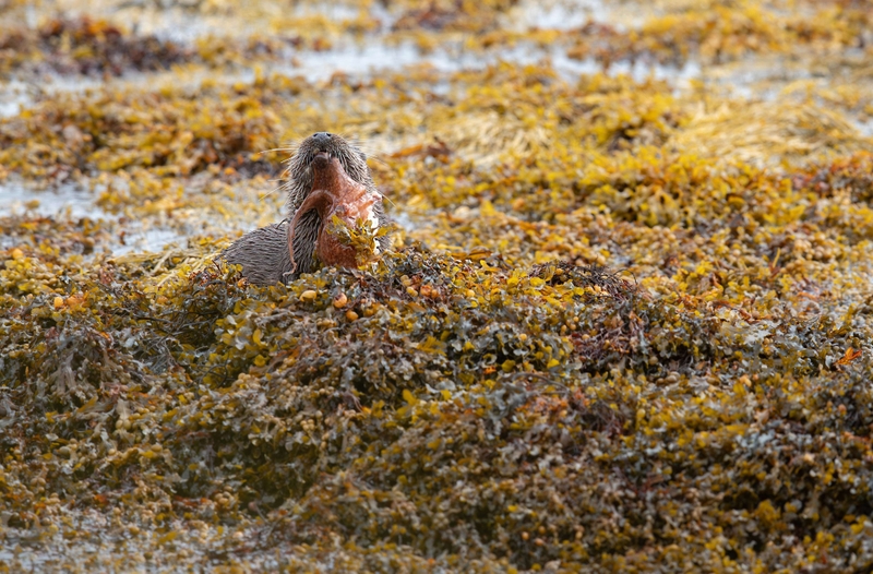 Eurasian Otter - Isle of Mull - Scotland