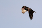 Turkey Vulture flying, Fort De Soto, Florida