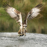RUTLAND WATER OSPREY.3