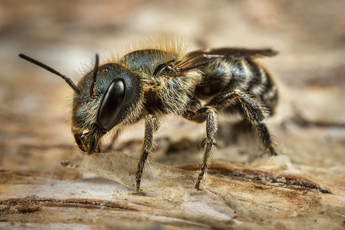 [i]Osmia caerulescens[/i] female. Staffordshire, May 2016. Note bluish iridescence.