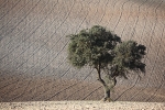 Tree and ploughed field, Cordoba.