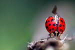 Insects _ AN 034