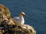 Gannet