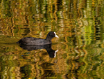 Coot