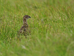 Red Grouse Chick, Scotland
