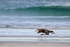 Southern Giant Petrel takeoff run, Volunteer Point, Falklands