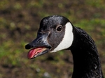 Canada Goose