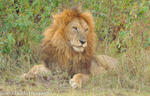 Big lion.