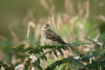 Skylark 2 ,  _AGT064