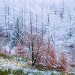 Wintry Macclesfield Forest