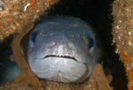 Conger conger