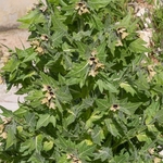 Black henbane (Hyoscyamus niger) 