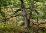 Old Oak With Character_North York Moors