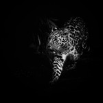 Amur Leopard-RLP_1799