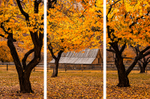 Fruita Barn Triptych