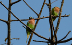 Red-breasted Parakeet