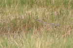 American Bittern portfolio