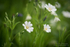 Woodland Spring Flowers