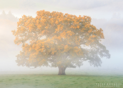 Autumn Oak