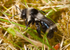 Andrena cineraria (f)