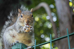 Nutty Squirrel