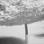 Lime Tree.