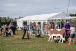 Guernsey Agricultural Show 2021-86
