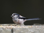 Long Tailed Tit