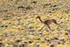 Vicuna running, near Salar de Talar, Atacama Desert, Chile