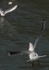 090917 SEAGULL11 IMG_7224