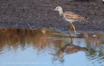 FLB028: Greater yellowlegs