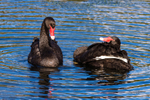 Black Swan Pair. 0A3A0587