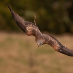 41-red kite display - 4