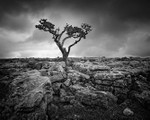 Tree and Limestone