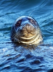 MMP003: Common Seal