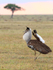 Kori Bustard displaying