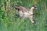 Hawaiian Goose Or Nene