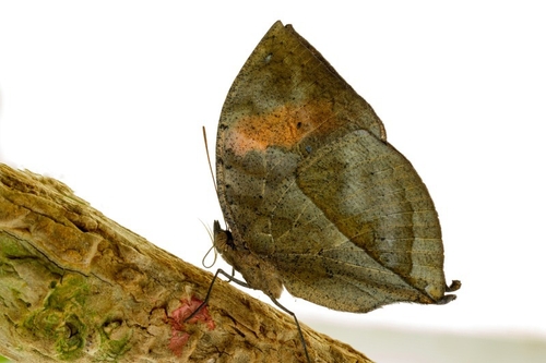 The Orange Oakleaf or Dead Leaf (Kallima inachus) is a nymphalid butterfly found in tropical Asia from India to Japan…