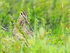 Snipe in undergrowth, Lake Mývatn
