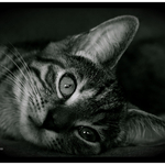 Kitten