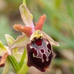 Ophrys x corturii  `hybrid Ophrys between O. holoserica subsp apulica x O. passionis subsp. garganica.