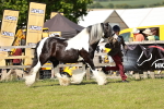 SBM_08775