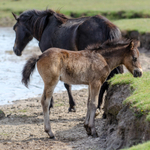 Foals at Whitten Pond - 2