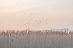BLACKBIRDS MOVING - BIG CREEK MARSH