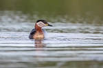 Red-necked Grebe