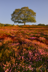 Heathland Oak