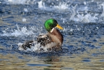 Mallard