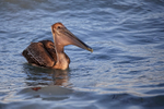 Brown Pelican with full gullet, Sanibel Island, Florida