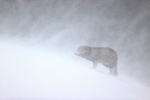Arctic Fox faces into snowstorm, Hornstrandir, Iceland