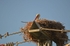 White Stork